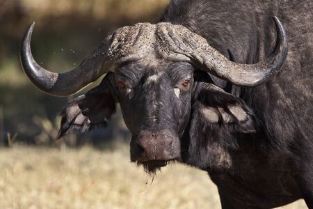Buffalo - Syncerus caffer - in the Xakanaxa region of the Okavango Delta in Botswanaの写真素材