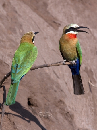 Two Whitefronted Bee-Eaters - Merops bullockoides - on the riverbank of the Chobe River in Botswanaの写真素材