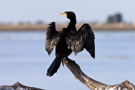 A African Reed Cormorant - Phalacrocorax africanus - drying its wings on the Chobe River in Botswanaの写真素材