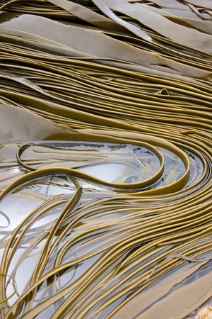 Kelp are large seaweeds belonging to the brown algae  class Phaeophyceae  and are classified as the...