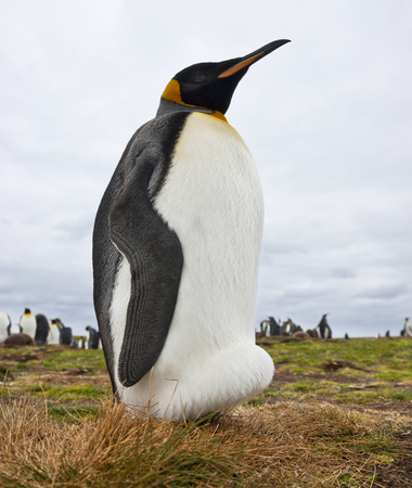 A male King Penguin,  Aptenodytes patagonicus,  with an egg balanced on his feet under his feathers - Falkland Islands の写真素材