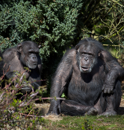 Two Chimpanzee の写真素材