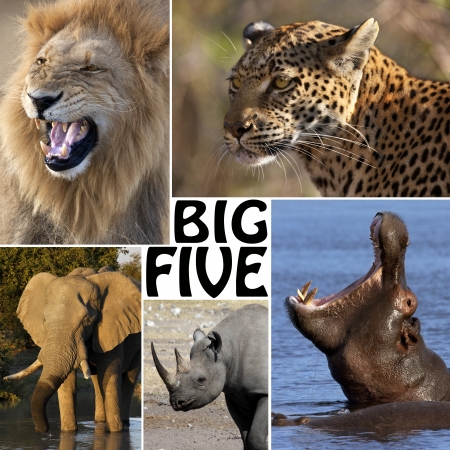 The Big Five - Lion, Elephant, Leopard, Hippoptamus and Rhinoceros の写真素材