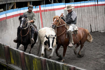 Gauchos working a steer in the town of Puerto Montt in Chile, South Americaのeditorial素材