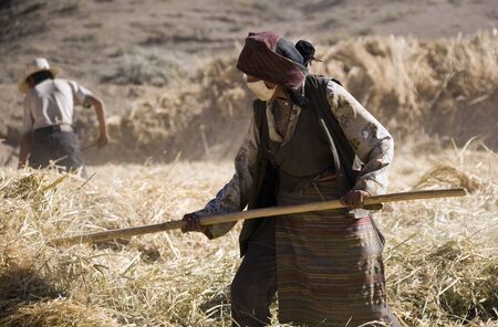 Harvest time on farmland near Gyantse in the Tibet Autonomous Region of China.のeditorial素材