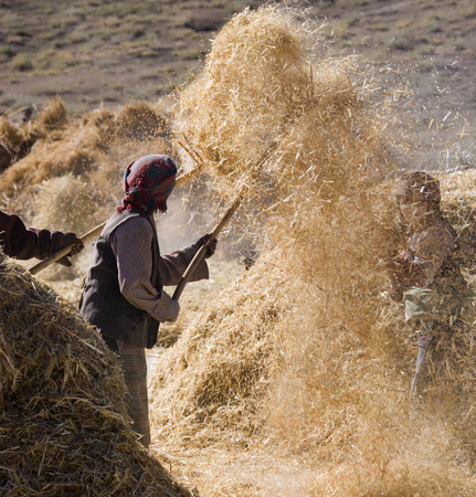 Peasent farmers at harvest time in the countryside near Gyantse in the Tibet Autonomous Region of China.のeditorial素材