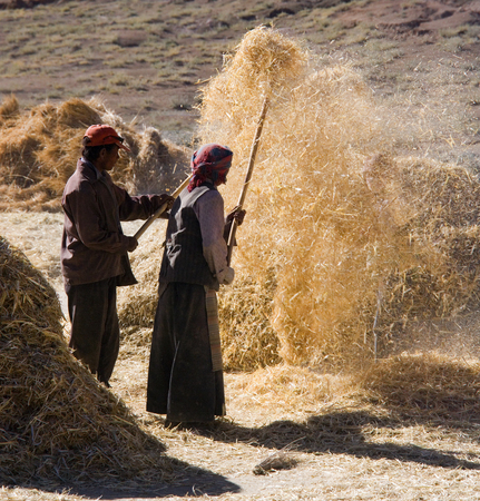 Peasent farmers at harvest time in the countryside near Gyantse in the Tibet Autonomous Region of Chine.のeditorial素材