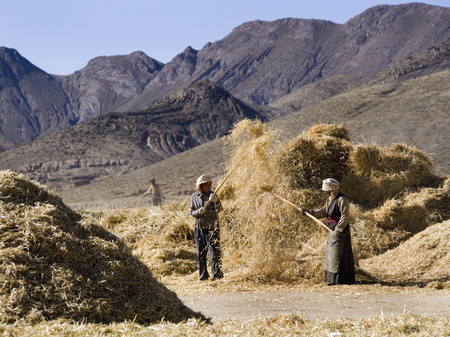 Harvest time on farmland near Gyantse in the Tibet Autonomous Region of China.