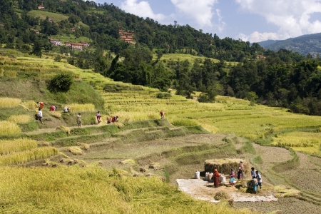 Harvesting rice crop at a small village in the Kathmandu Valley in Nepal.のeditorial素材