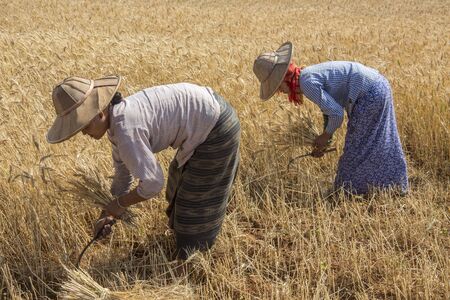 Burmese women harvesting a crop of wheat in the countryside near Kalaw in Myanmar - Burma  のeditorial素材