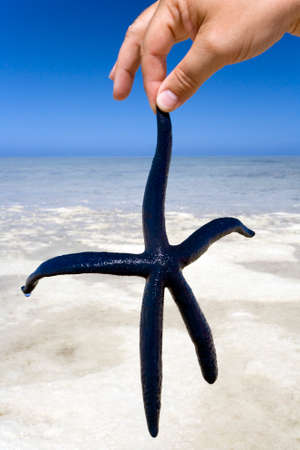 Man holding a blue starfish on a coral island in French Polynesia in the South Pacific の写真素材
