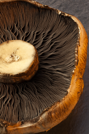The underside of a large portabello mushroomの写真素材