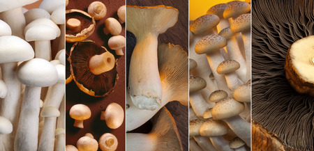 A selection of Wild Mushrooms - Enoki, Shiro Shimeji, Buna Shimeji, button mushrooms, King Oyster and Portabello.の写真素材