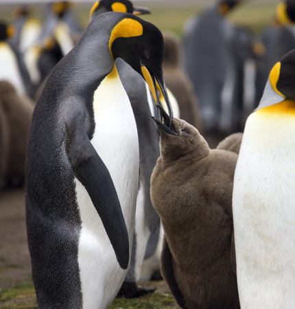 King Penguin feeding chick (Aptenodytes patagonicus) - Volunteer Point in the Falkland Islandsの写真素材