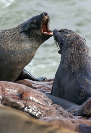Cape Fur Seals - Arctocephalus pusillus - at Cape Cross on the coast of Namibiaの写真素材