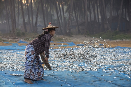 Burmese woman spreading out fish to dry in the early morning sun near the fishing village on Ngapali...