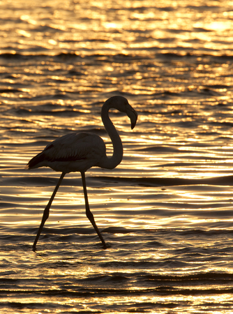 A Greater Flamingo (Phoenicopterus ruber) in Welvis Bay on the coast of Namibiaの写真素材