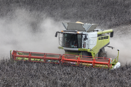 A combine harvester cutting a crop of horse bean or field bean and type of broad bean with smaller, harder seeds that is used for animal feed. Yorkshire in the United Kingdom.の写真素材