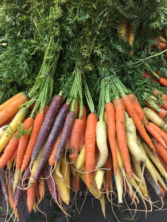 Organic carrots - freshly picked from the farmers field