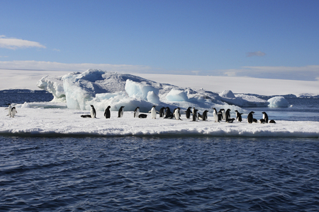 Adelie Penguins on sea ice near Danko Island in Antarcticaの素材 [FY31092404471]