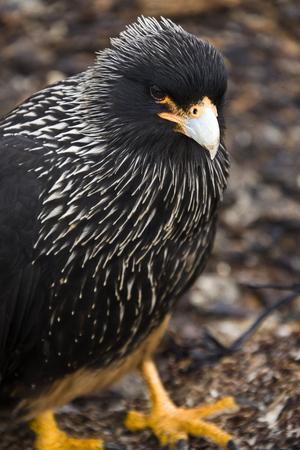 Striated Caracara (Phalcoboenus astralis) - Falkland Islands. Conservation Status - Threatened