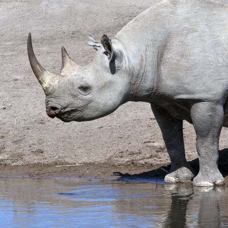A rare Black Rhinoceros (Ceratotherium simum) in Etosha National Park in Namibia.の写真素材