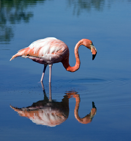 Greater Flamingo (Phoenicopterus ruber) on the island of Floreana in Galapagos Islands, Ecuador.の写真素材