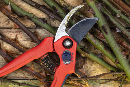 Gardening - pruning roses with secateurs