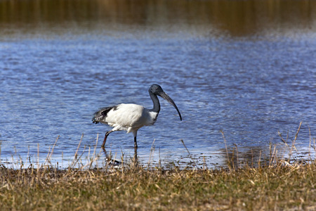 African Sacred Ibis (Threskiornis aethiopicus) in the Okavango Delta in Botswana