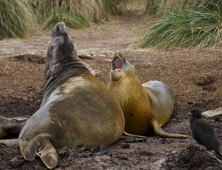 Southern Elephant Seals (Mirounga leonina) - Carcass Island in West Falkland in the Falkland Islands.の写真素材