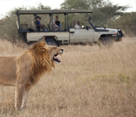 Tourists on Safari looking at a mature male lion (Panthera leo) in the Savuti Region of Botswana.のeditorial素材
