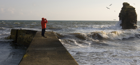 Birdwatcher looking at seagulls near a sea stack from Latheronwheel Harbor in northeast Scotland.のeditorial素材