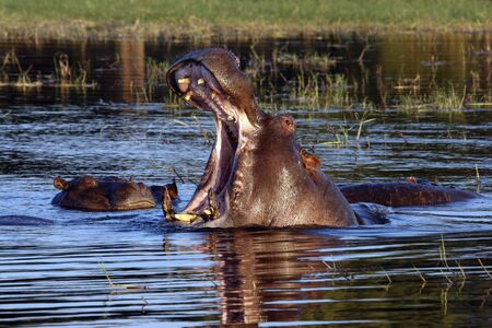 A pod of Hippopotamus (Hippopotamus amphibius) in the Chobe River in Botswana, Africa.の写真素材