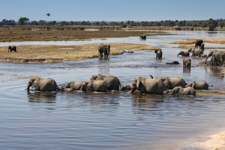 Group of African Elephants (Loxodonta africana) crossing the Chobe River in Chobe National Park in...