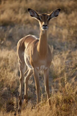 Female Impala (Aepyceros melampus melampus) in Etosha National Park in Namibiaの写真素材