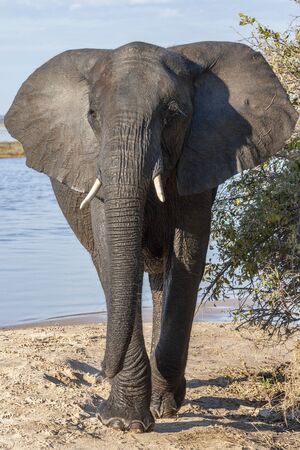 African Elephant (Loxodonta africana) near the Chobe River in Botswana, Africa.の写真素材