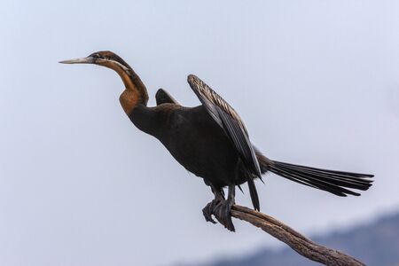An African Darter (Anhinga rufa), sometimes also called the snakebird, in the Okavango Delta in...