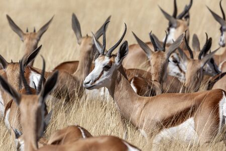 Group of Springbok (Antidorcas marsupialis) in Etosha National Park in Namibia, Africa.の写真素材