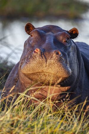 Hippopotamus (Hippopotamus amphibius) in the Chobe River in the late afternoon sunlight. Chobe National Park in Botswana, Africaの写真素材