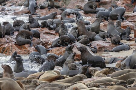 Cape Fur Seals (Arctocephalus pusillus) at Cape Cross Seal Colony on the Skeleton Coast in Namibia, Africa.の写真素材