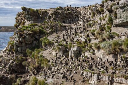 Colony of Southern Rockhopper Penguins (Eudyptes chrysocome) on the coast of Pebble Island in the Falkland Islands (Islas Malvinas).の写真素材