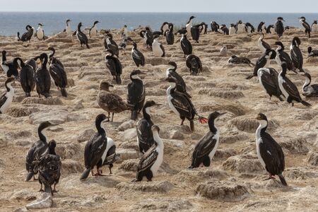 Colony of mostly Imperial Shags (Leucocarbo atriceps) Also known as the Blue-eyed Shag or Blue-eyed Cormorants on Pebbles Island in the Falkland Islands (Islas Malvinas).の写真素材