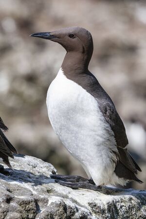 Guillemot or Common murre (Uria aalge) on the Island of Lunga in the Treshnish Isles off the west coast of Scotland.の写真素材