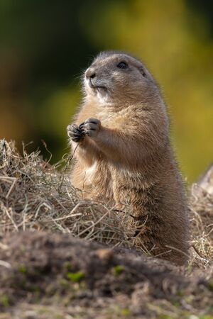 Columbian Ground Squirrel (Spermophilus columbianus), a species of rodent in the Sciuridae family....