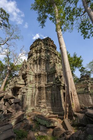 Tetrameles tree (Spung tree) growing in the ruins of the Khmer temple of Ta Prohm in Angkor Wat,...