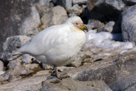 Snowy sheathbill (Chionis albus), also known as the greater sheathbill at Brown Bluff on the Tabarin Peninsula, Antarctica. It is usually found on the ground. It is the only land bird native to the Antarctic continent.の写真素材