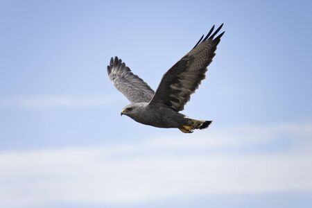 Falkland Variable Hawk in flight (Bunto Polyosoma) on Pebble Island in the Falkland Islands (Islas...
