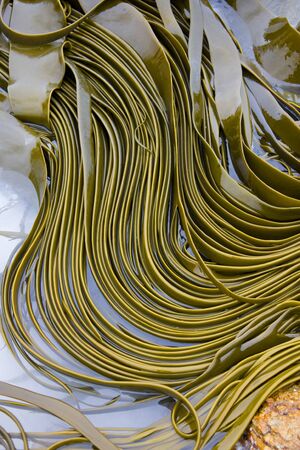 Strands of Kelp in a tide pool on a beach in the Falkland Islands.Kelp is a large brown seaweed that...