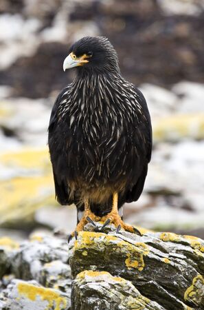 Striated Caracara (Phalcaboenus australis) on Carcass Island in the Falkland Islands (Islas Malvinas).の写真素材