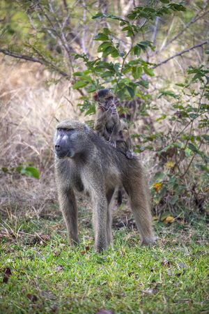 A female Chacma Baboon (Papio ursinus) with its young in the Savuti region of Botswana, Africa.